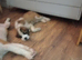 Fab looking Saint bernard girl 10 weeks