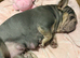French bulldog