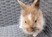 Fluffy lionhead cross mini lop baby!