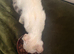 Bengal cross savannah ASAP rehome please read.