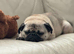 Male pug