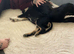 German shepard/xkelpie