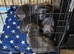 Puppies for sale