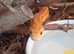 Corn snake complete with viv set up