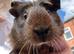 Female baby Guinea pig