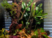 Proven Azureus breeding pair + established bioactive vivarium &pound;400
