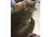 Cat for stud X British Shorthair young male for stud services only