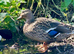 call ducks males £15and females £25