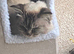 Gorgeous Ragdoll 7 Years Old Girl Vet Chkd an Vaccinated