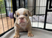 KC registered English Bulldogs
