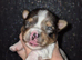 1 x blueberry Yorkshire Terrier puppie