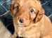 Adorable Cavapoo