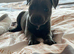 Staffordshire bull terrier puppies