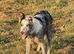 Blue Merle collie