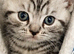 Beautiful pedigree GCCF silver and black tabbies.