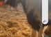 Pony for sale