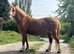 Sec A gelding