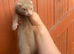 Angora ferrets