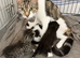 Kittens !!!