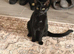 Neutered male ginger tabby cat - 18 months and biological sister, unspayed, black - 18 months old