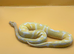 2025 Albino Leopard Poss Het Clown