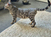 Silver snow bengal