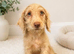 Labradoodle puppies