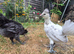 2 polish cross silkie