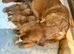 Labrador for sale