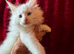 3 maine Coon kittens for sale