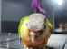 Hand reared male greencheek conures ready to go