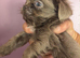 imperial shih tzu