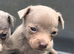 Jack Russell puppies