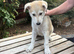 Low content wolf dog puppies