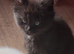 3 girl kittens for sale