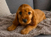 Cocker spaniel puppies