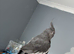 Male and female cockatiel