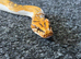 1.0 Caramel Pied Burmese Python