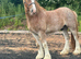 Beautiful Irish cob gelding