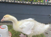 Young male goose