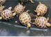Baby horsefield tortoises for sale
