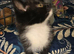 5 Male Kittens Lokking for a New Home