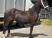 Reg filly to make 13.2/14hh