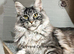TICA registration Maine coon kittens Ready Now