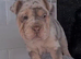 Last Puppy Remaining – Beautiful Merle Shar Pei