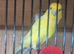 Fife canary's various colurs