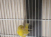 Rylander Cock Canary