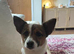 Jack Russell puppies