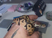 Baby royal python