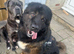 Caucasian shepherd x american akita urgent rehome